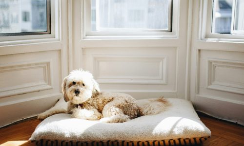 matthew-hamilton-s1YHaZhC--Y-unsplash