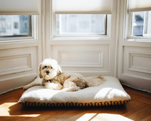 matthew-hamilton-s1YHaZhC--Y-unsplash